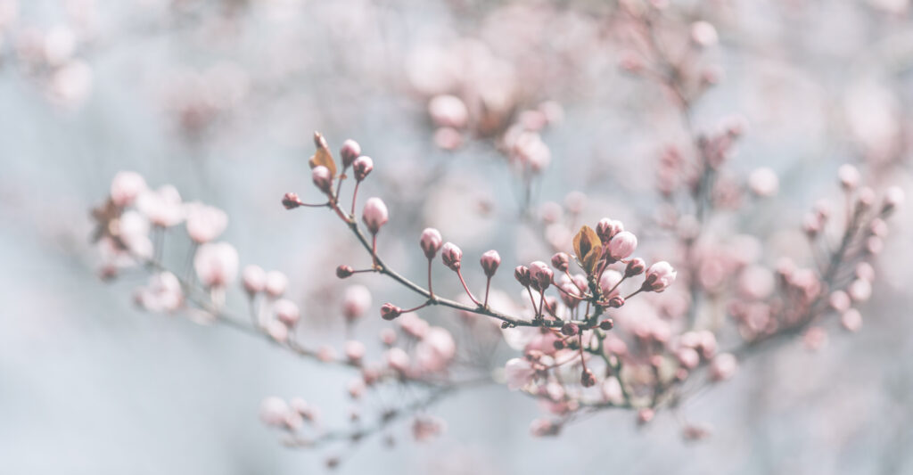 How Self-Storage Can Help You Live a Minimalist, Sustainable Lifestyle this Spring 3 Closeup of spring pastel blooming flower in orchard. Macro cherry blossom tree branch. Beautiful idyllic japanese garden. Easter wallpaper background design.