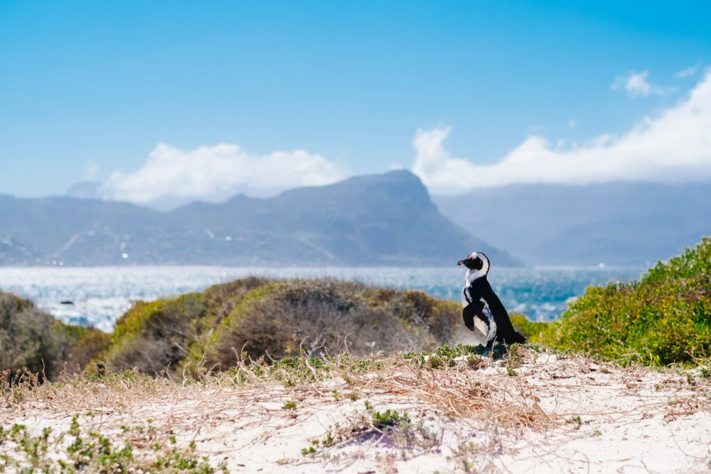 Self-Storage for Students in South Africa: Affordable Solutions for University Breaks 2 An african penguin standing on a sandy dune surrounded by vegetation, with a scenic coastal view of mountains and the ocean in the background.